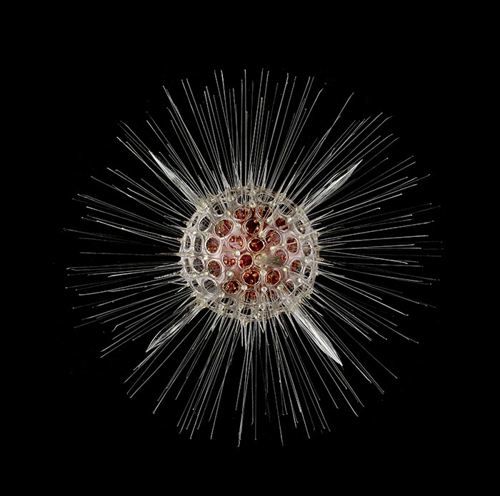 Les modèles Blaschka